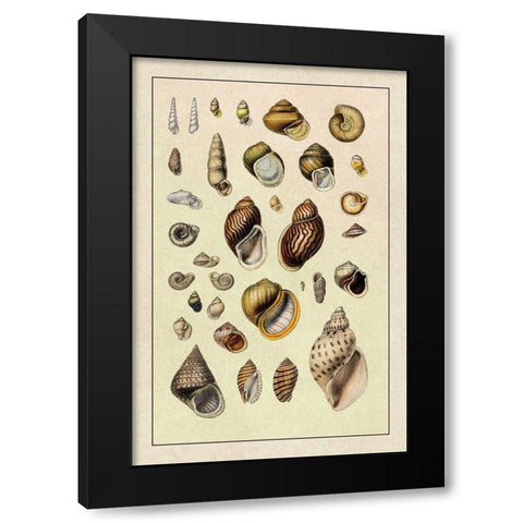 Shells: Sessile Cirripedes #2 Black Modern Wood Framed Art Print by Sowerby, G.B.