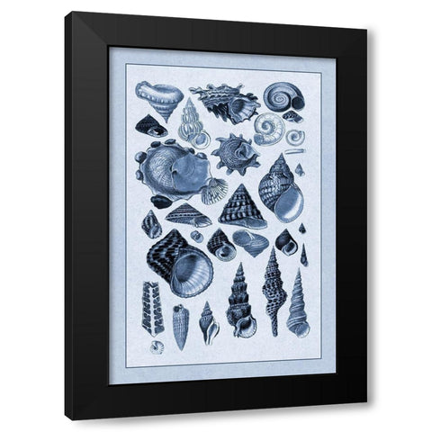 Shells: Trachelipoda #3 (Blue) Black Modern Wood Framed Art Print by Sowerby, G.B.