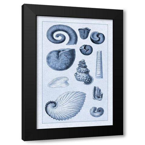 Shells: Ammonacea (Blue) Black Modern Wood Framed Art Print by Sowerby, G.B.