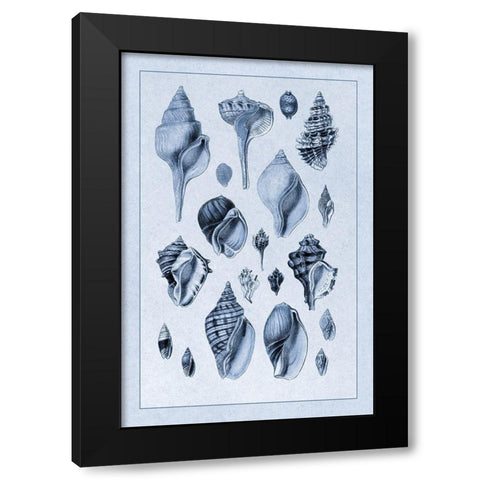 Shells: Sessile Cirripedes #3 (Blue) Black Modern Wood Framed Art Print by Sowerby, G.B.