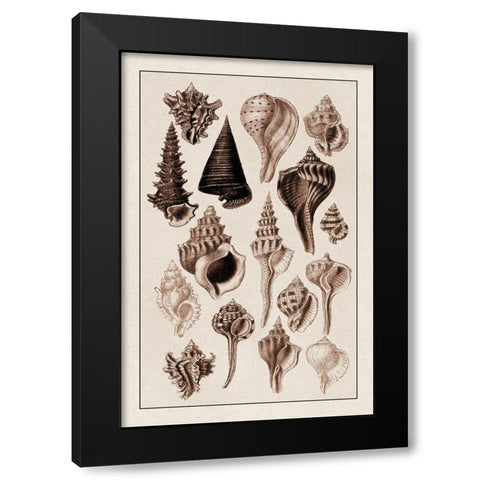 Shells: Trachelipoda #4 (Sepia) Black Modern Wood Framed Art Print by Sowerby, G.B.