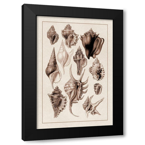 Shells: Trachelipoda #5 (Sepia) Black Modern Wood Framed Art Print with Double Matting by Sowerby, G.B.