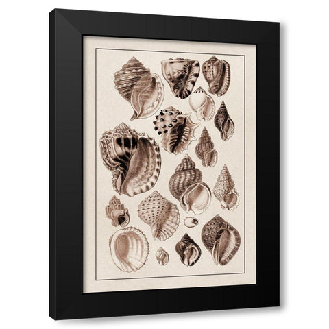 Shells: Purpurifera (Sepia) Black Modern Wood Framed Art Print with Double Matting by Sowerby, G.B.