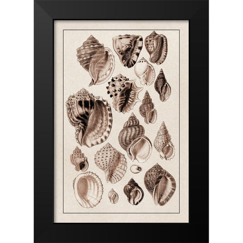 Shells: Purpurifera (Sepia) Black Modern Wood Framed Art Print by Sowerby, G.B.