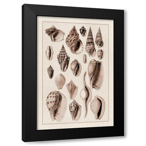 Shells: Trachelipoda #6 (Sepia) Black Modern Wood Framed Art Print by Sowerby, G.B.