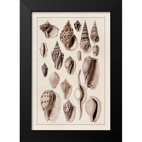 Shells: Trachelipoda #6 (Sepia) Black Modern Wood Framed Art Print by Sowerby, G.B.