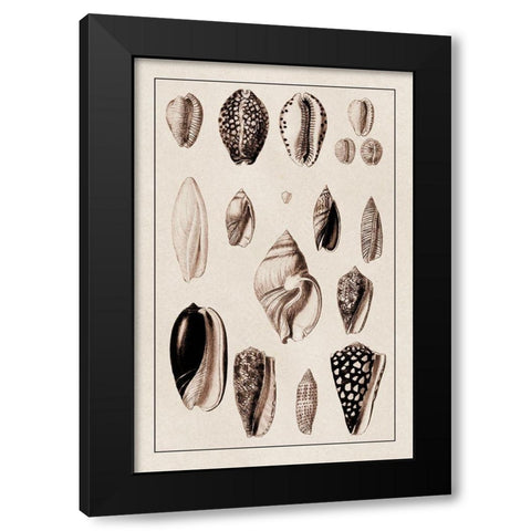 Shells: Convoltae and Orthocerata (Sepia) Black Modern Wood Framed Art Print by Sowerby, G.B.