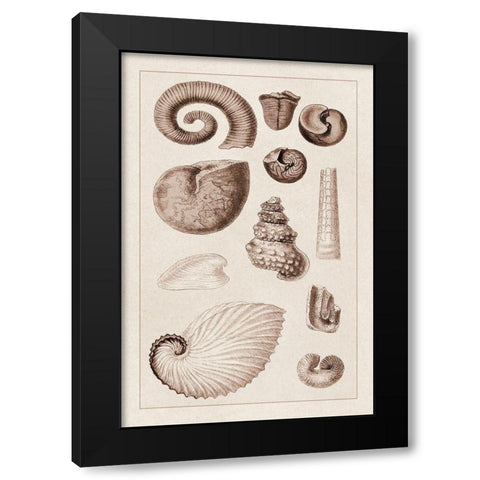 Shells: Ammonacea (Sepia) Black Modern Wood Framed Art Print by Sowerby, G.B.