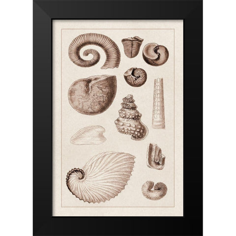 Shells: Ammonacea (Sepia) Black Modern Wood Framed Art Print by Sowerby, G.B.