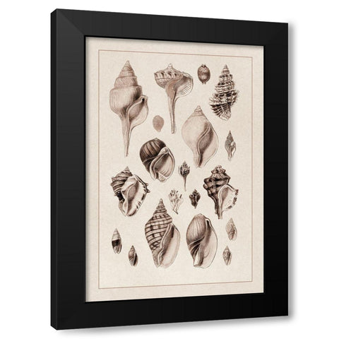 Shells: Sessile Cirripedes #3 (Sepia) Black Modern Wood Framed Art Print by Sowerby, G.B.