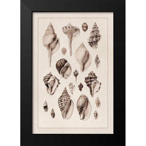 Shells: Sessile Cirripedes #3 (Sepia) Black Modern Wood Framed Art Print by Sowerby, G.B.