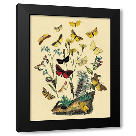 Moths: C. Miniata, S. Aurita, et al. Black Modern Wood Framed Art Print by Kirby, W. F.
