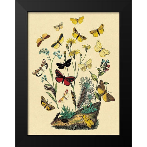 Moths: C. Miniata, S. Aurita, et al. Black Modern Wood Framed Art Print by Kirby, W. F.