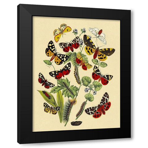 Moths: N. Plantaginis, A. Purpurea, et al. Black Modern Wood Framed Art Print by Kirby, W. F.