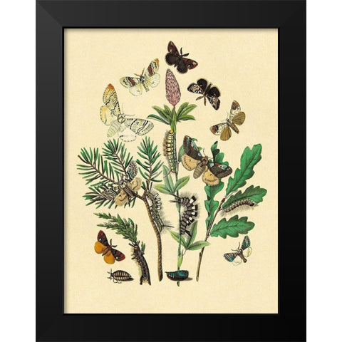 Moths: O. Gonostigma, D. Pudibunda, et al. Black Modern Wood Framed Art Print by Kirby, W. F.