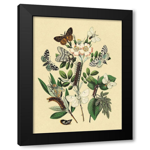 Moths: L. Salicis, O. Dispar, et al. Black Modern Wood Framed Art Print with Double Matting by Kirby, W. F.