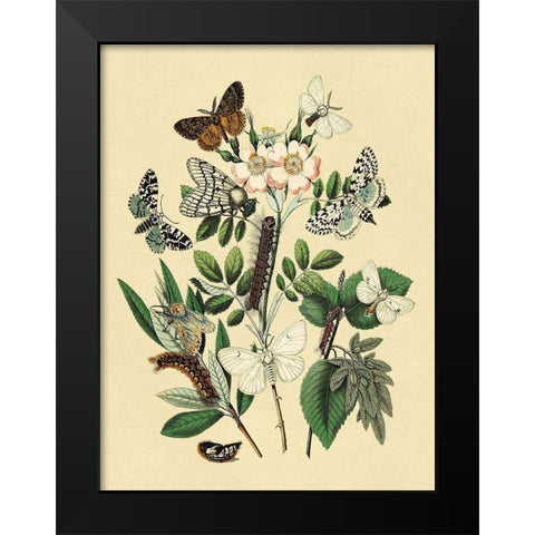 Moths: L. Salicis, O. Dispar, et al. Black Modern Wood Framed Art Print by Kirby, W. F.
