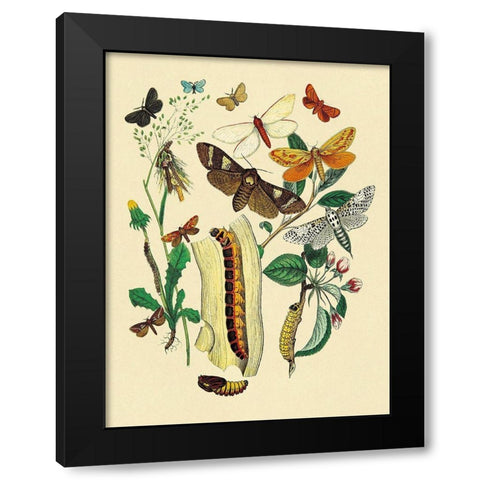 Moths: C. Ligniperda, Z. Aesculi, et al. Black Modern Wood Framed Art Print with Double Matting by Kirby, W. F.
