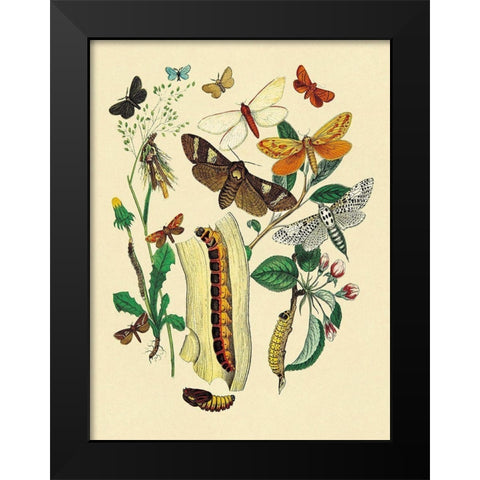 Moths: C. Ligniperda, Z. Aesculi, et al. Black Modern Wood Framed Art Print by Kirby, W. F.