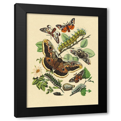 Moths: E. Versicolora, S. Pyri, S. Carpini Black Modern Wood Framed Art Print with Double Matting by Kirby, W. F.