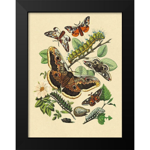 Moths: E. Versicolora, S. Pyri, S. Carpini Black Modern Wood Framed Art Print by Kirby, W. F.