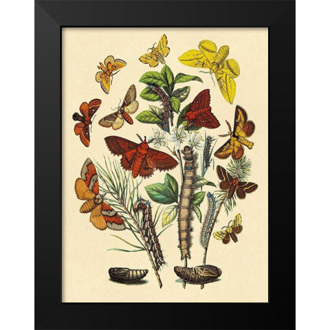 Moths: G. Quercifolia, L. Potatoria, et al. Black Modern Wood Framed Art Print by Kirby, W. F.