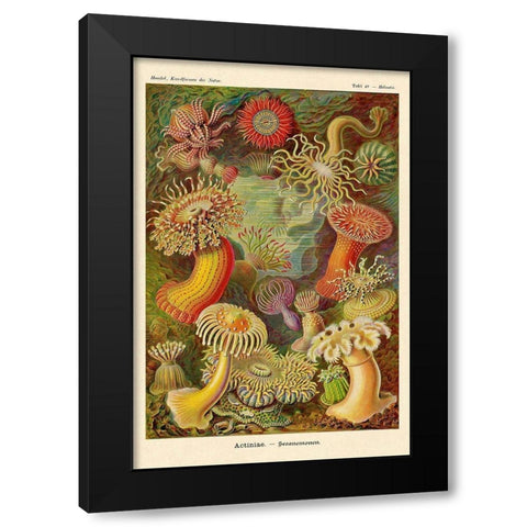 Haeckel Nature Illustrations: Actiniae Black Modern Wood Framed Art Print with Double Matting by Haeckel, Ernst
