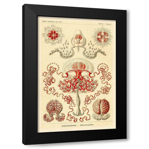Haeckel Nature Illustrations: Anthomedusae Black Modern Wood Framed Art Print by Haeckel, Ernst