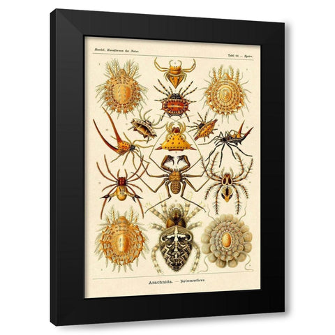 Haeckel Nature Illustrations: Spiders Black Modern Wood Framed Art Print with Double Matting by Haeckel, Ernst