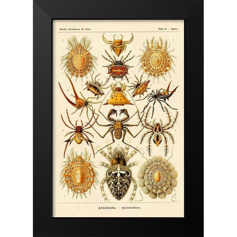Haeckel Nature Illustrations: Spiders Black Modern Wood Framed Art Print by Haeckel, Ernst