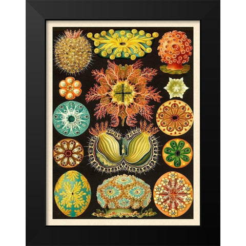 Haeckel Nature Illustrations: Ascidiae Black Modern Wood Framed Art Print by Haeckel, Ernst