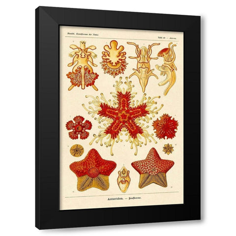 Haeckel Nature Illustrations: Starfish Black Modern Wood Framed Art Print by Haeckel, Ernst