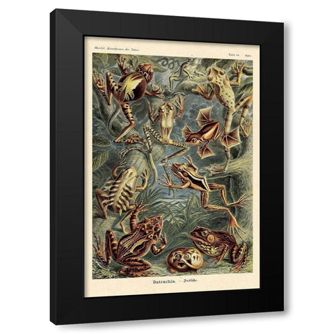 Haeckel Nature Illustrations: Frogs Black Modern Wood Framed Art Print with Double Matting by Haeckel, Ernst