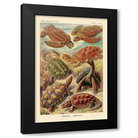 Haeckel Nature Illustrations: Turtles Black Modern Wood Framed Art Print with Double Matting by Haeckel, Ernst