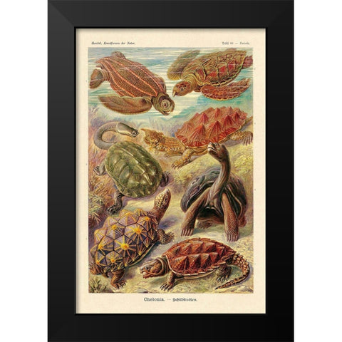 Haeckel Nature Illustrations: Turtles Black Modern Wood Framed Art Print by Haeckel, Ernst