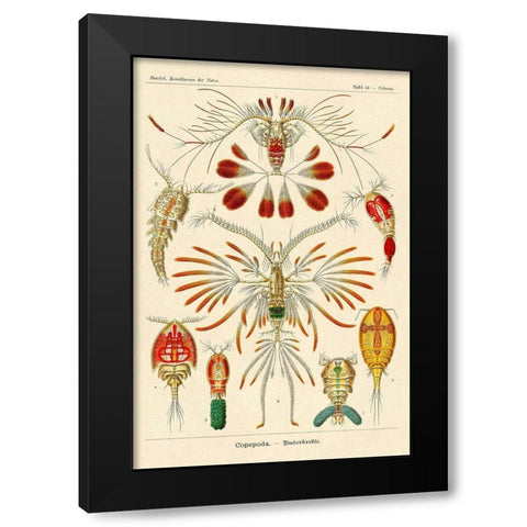 Haeckel Nature Illustrations: Crustaceans Black Modern Wood Framed Art Print with Double Matting by Haeckel, Ernst