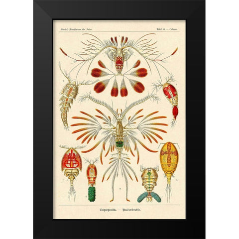 Haeckel Nature Illustrations: Crustaceans Black Modern Wood Framed Art Print by Haeckel, Ernst