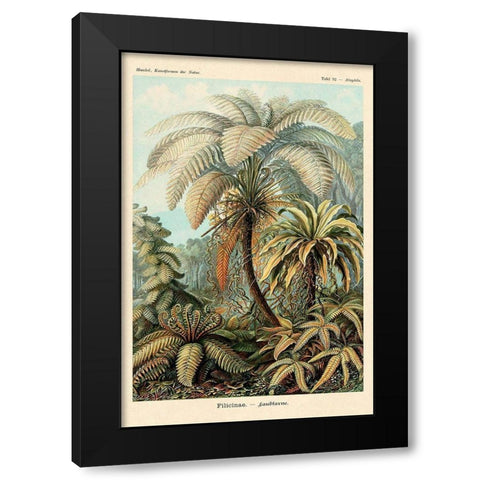 Haeckel Nature Illustrations: Ferns Black Modern Wood Framed Art Print with Double Matting by Haeckel, Ernst