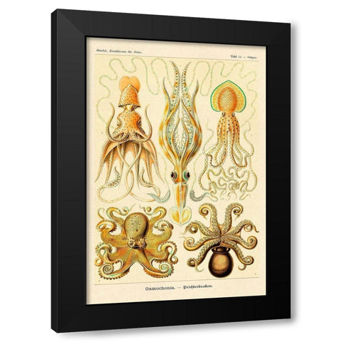 Haeckel Nature Illustrations: Cephlopods Black Modern Wood Framed Art Print by Haeckel, Ernst