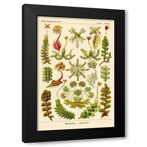 Haeckel Nature Illustrations: Corals Black Modern Wood Framed Art Print by Haeckel, Ernst