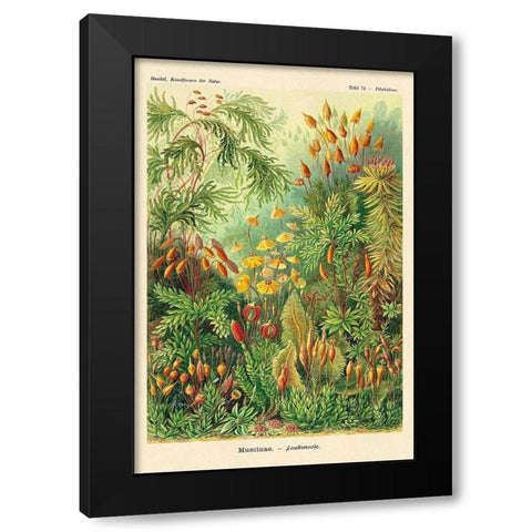 Haeckel Nature Illustrations: Muscinae Black Modern Wood Framed Art Print by Haeckel, Ernst