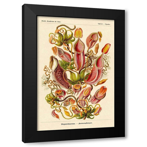 Haeckel Nature Illustrations: Pitcher Plants Black Modern Wood Framed Art Print by Haeckel, Ernst