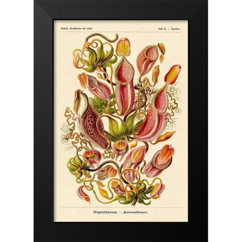Haeckel Nature Illustrations: Pitcher Plants Black Modern Wood Framed Art Print by Haeckel, Ernst