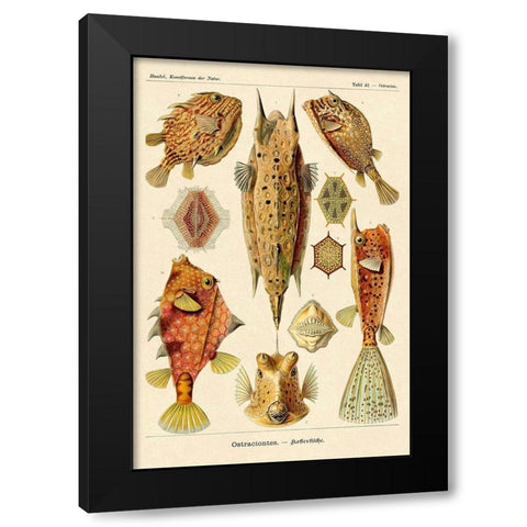 Haeckel Nature Illustrations: Boxfish Black Modern Wood Framed Art Print with Double Matting by Haeckel, Ernst