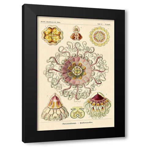 Haeckel Nature Illustrations: Jelly Fish Black Modern Wood Framed Art Print with Double Matting by Haeckel, Ernst