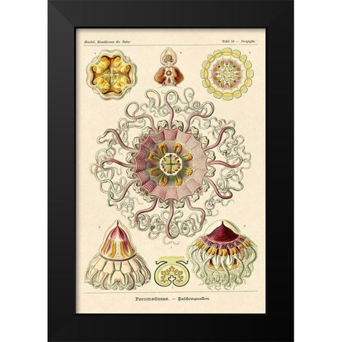 Haeckel Nature Illustrations: Jelly Fish Black Modern Wood Framed Art Print by Haeckel, Ernst