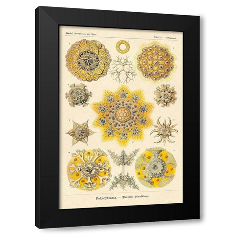 Haeckel Nature Illustrations: Polycytaria Radiolaria Black Modern Wood Framed Art Print with Double Matting by Haeckel, Ernst