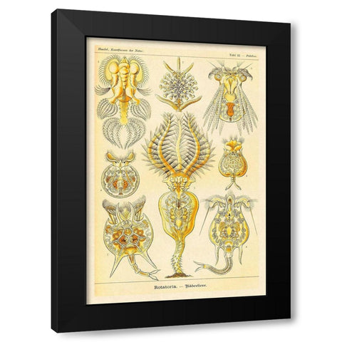Haeckel Nature Illustrations: Rotatoria, rotifera worms Black Modern Wood Framed Art Print by Haeckel, Ernst