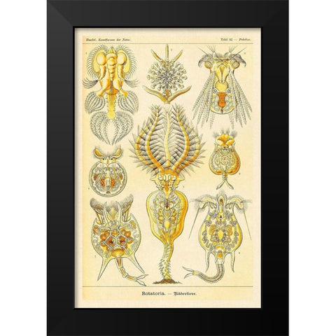 Haeckel Nature Illustrations: Rotatoria, rotifera worms Black Modern Wood Framed Art Print by Haeckel, Ernst