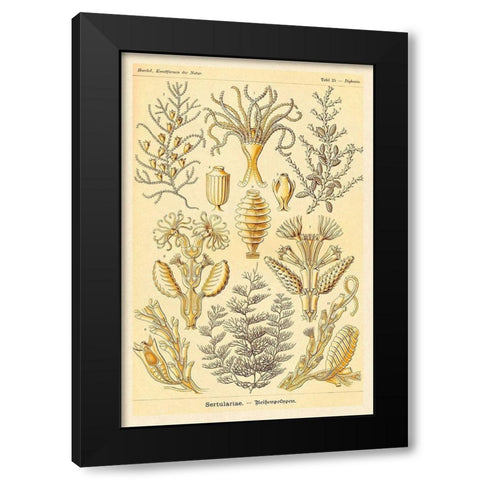 Haeckel Nature Illustrations: Sertulariae Black Modern Wood Framed Art Print with Double Matting by Haeckel, Ernst